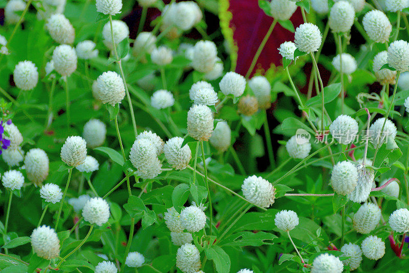 Gomphrena globbosa /全球苋菜花